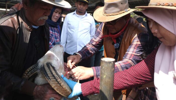 Jelang Idul Adha, Diskannak Garut Pastikan Kesehatan dan Kehalalan Hewan Kurban