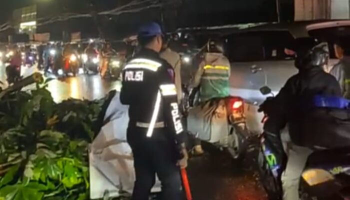 Pohon Tumbang Tewaskan Satu Pemotor di Jalan KS Tubun