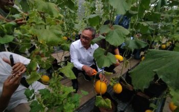 Menko Bidang Pangan Zulkifli Hasan memanen golden melon di Agribusiness Technology Park (ATP) IPB University, Kabupaten Bogor pada Senin 28 Oktober 2024.