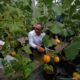 Menko Bidang Pangan Zulkifli Hasan memanen golden melon di Agribusiness Technology Park (ATP) IPB University, Kabupaten Bogor pada Senin 28 Oktober 2024.