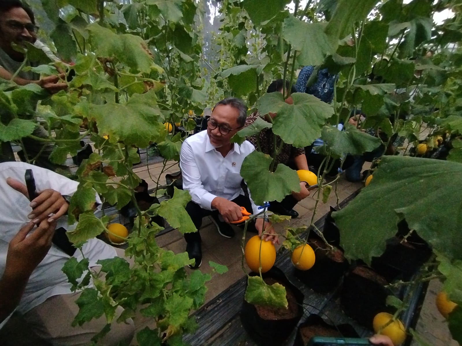 Menko Bidang Pangan Zulkifli Hasan memanen golden melon di Agribusiness Technology Park (ATP) IPB University, Kabupaten Bogor pada Senin 28 Oktober 2024.