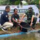 Kodim 0621 dan Desa Babakan Bantu Petani Ikan Lele, Perdana Tebar 200 Ribu Ikan Lele